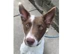 Adopt Tartan Trenton PRISON PROGRAM TRAINED a Brown/Chocolate Collie dog in