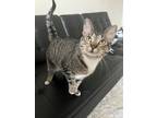 Adopt Misty a Gray, Blue or Silver Tabby Domestic Shorthair / Mixed (short coat)