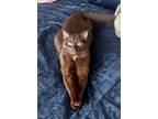 Adopt Charlie a Brown or Chocolate Domestic Shorthair / Mixed (short coat) cat
