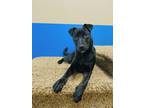 Adopt Dani a Black Mixed Breed (Medium) dog in Barnesville, GA (41364280)