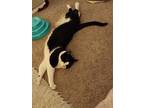 Adopt Domino a Black & White or Tuxedo Domestic Shorthair / Mixed (short coat)