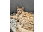 Adopt Micro a Orange or Red Domestic Longhair / Mixed (medium coat) cat in