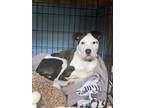 Adopt Zayden a Black - with White Mixed Breed (Medium) / Mixed dog in