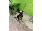 Adopt Kash a Black German Shepherd Dog / Mixed dog in Green Cove Springs