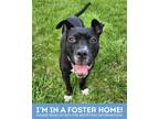 Adopt Delightful a Black Mixed Breed (Large) / Mixed dog in Baltimore