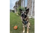 Adopt Eliot a Black - with Tan, Yellow or Fawn German Shepherd Dog / Mixed dog