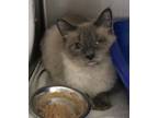 Adopt Marietta a Gray or Blue Siamese / Manx / Mixed cat in Portage