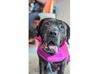 Adopt Betty a Brindle Mixed Breed (Large) / Mixed dog in Cincinnati