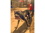 Adopt Jack Jack a Gray/Blue/Silver/Salt & Pepper Mixed Breed (Large) / Mixed dog