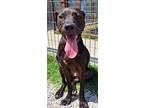 Adopt Jazz a Black American Pit Bull Terrier / Mixed dog in Fort Worth