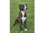 Adopt Bruce a Brown/Chocolate Dutch Shepherd / Boxer / Mixed (short coat) dog in