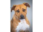 Adopt Hank a Brown/Chocolate Mixed Breed (Medium) / Mixed dog in Greenwood