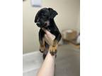 Adopt Rubble a Black Miniature Pinscher / Mixed dog in Dodgeville, WI (41364496)