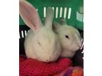 Adopt Munch (bonded with Crunch) a White New Zealand / Mixed (short coat) rabbit