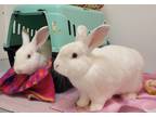 Adopt Crunch (bonded with Munch) a White Flemish Giant / Other/Unknown / Mixed