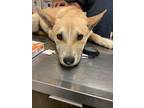 Adopt 55841638 a Tan/Yellow/Fawn Carolina Dog / Mixed dog in Los Lunas