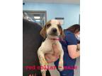 Adopt Bonsai a Tan/Yellow/Fawn Hound (Unknown Type) / Mixed dog in Leitchfield