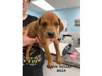 Adopt Palm a Tan/Yellow/Fawn Hound (Unknown Type) / Mixed dog in Leitchfield