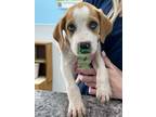 Adopt Fern a Tan/Yellow/Fawn Hound (Unknown Type) / Mixed dog in Leitchfield