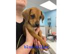Adopt Clem a Tan/Yellow/Fawn Hound (Unknown Type) / Mixed dog in Leitchfield