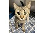 Adopt Skippy a Gray or Blue Domestic Shorthair / Mixed Breed (Medium) / Mixed