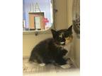 Adopt Torti- IN FOSTER a All Black Domestic Shorthair / Domestic Shorthair /