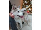 Adopt Troy a White - with Gray or Silver Pomsky / Mixed dog in Jamul