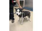 Adopt Kendra a Black Alaskan Klee Kai / Mixed Breed (Medium) / Mixed (short