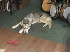 Adopt Babe a Gray/Blue/Silver/Salt & Pepper Husky / Mixed dog in Riverside