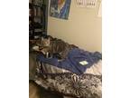 Adopt Leo a Gray or Blue Tabby / Mixed (medium coat) cat in San Jose