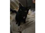 Adopt Mochi a All Black Bombay / Mixed (medium coat) cat in Lutz, FL (41364248)
