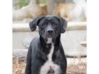 Adopt Sunshine a Black Labrador Retriever / Mixed dog in King City