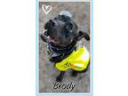 Adopt Brody a Black Labrador Retriever / Pit Bull Terrier dog in South Mills