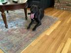 Adopt Eddie a Black - with White American Staffordshire Terrier / Boxer / Mixed