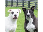 Adopt Shelby a White - with Black Boxer / Mixed dog in King City, ON (41364212)