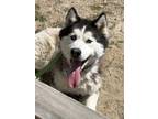 Adopt Patricia a Black - with White Husky / Mixed dog in Gardnerville
