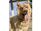 Adopt Mattie a Red/Golden/Orange/Chestnut - with White Chow Chow / Husky / Mixed