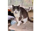 Adopt Cypress a Domestic Shorthair / Mixed (short coat) cat in POMONA