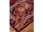 Adopt Anushka a Tan/Yellow/Fawn - with White Labrador Retriever / Mixed dog in