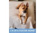 Adopt Indigo a Tan/Yellow/Fawn Mixed Breed (Medium) / Mixed dog in Baltimore
