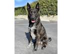 Adopt Socks a German Shepherd Dog / Australian Shepherd / Mixed dog in Corona