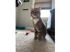 Adopt Maximus "Max" a Brown Tabby Domestic Shorthair cat in Jacksonville