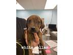 Adopt Pothos a Brindle Hound (Unknown Type) / Mixed dog in Leitchfield