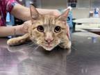 Adopt Zion a Orange or Red Domestic Shorthair / Mixed Breed (Medium) / Mixed