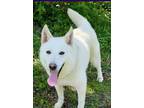 Adopt Fluffernutter a Tan/Yellow/Fawn Husky / Mixed dog in Batavia