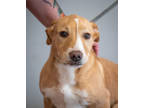 Adopt Mary a Tan/Yellow/Fawn Mixed Breed (Medium) / Mixed dog in Greenwood