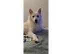 Adopt Zeus a White American Eskimo Dog / Mixed dog in Federal Way, WA (41363870)