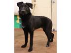 Adopt 84663 Tony a Black Shepherd (Unknown Type) / Mixed dog in Spanish Fork
