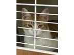 Adopt Nutty IN FOSTER a Orange or Red Domestic Shorthair / Mixed Breed (Medium)