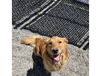 Adopt Blanche a Red/Golden/Orange/Chestnut Golden Retriever / Mixed dog in Penn